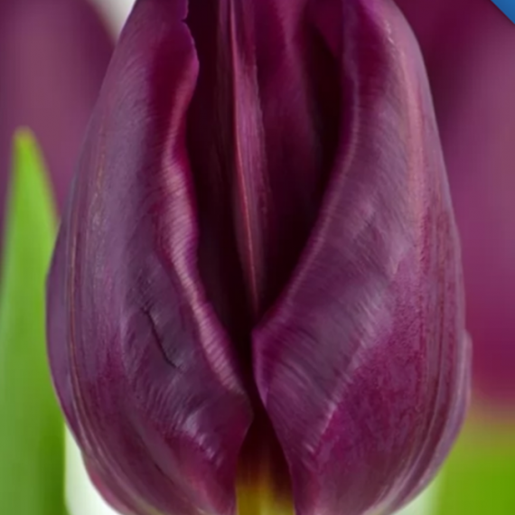 Purple Eye