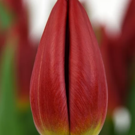 Red Gold