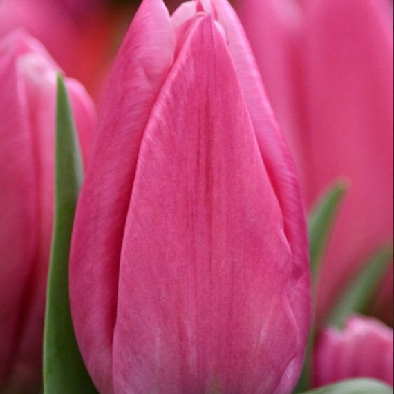 Jumbo Pink